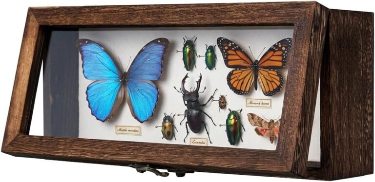 10 Best Antique Shadow Box Frame Picks for Artful Home Displays